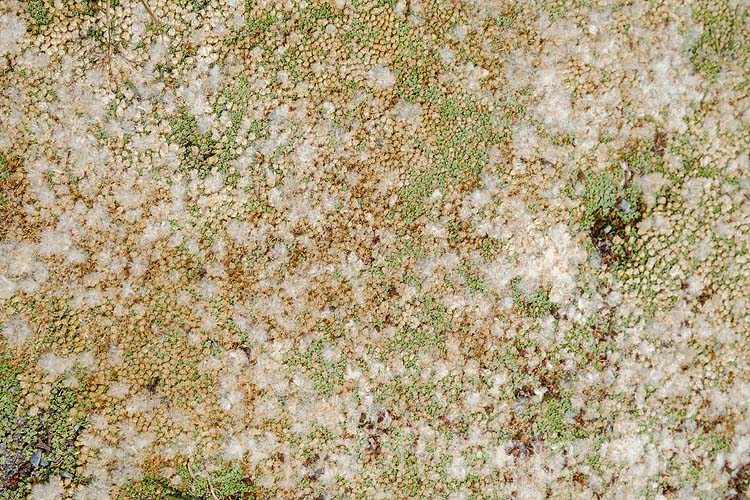 <i>Raoulia tenuicaulis</i>, a mat-forming perennial widespread in stony areas in lowland and subalpine parts of New Zealand. Order: Asterales, Family: Asteraceae