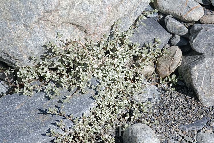 Celadon Mat Daisy (<i>Raoulia parkii</i>), a silver- to very pale green-foliaged mat daisy native to the subalpine and alpine areas of the eastern South Island of New Zealand. Order: Asterales, Family: Asteraceae