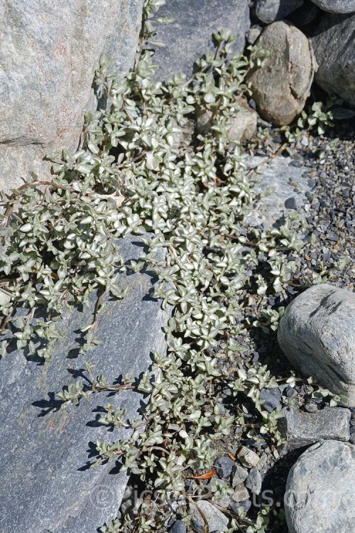 Celadon Mat Daisy (<i>Raoulia parkii</i>), a silver- to very pale green-foliaged mat daisy native to the subalpine and alpine areas of the eastern South Island of New Zealand. Order: Asterales, Family: Asteraceae