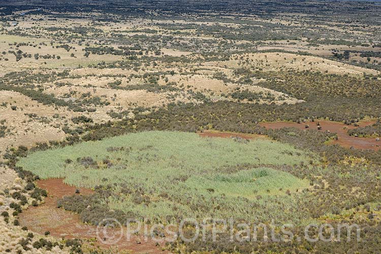 A large light grey-green patch of Raupo or Bulrush (<i>Typha orientalis</i>) in a wet area of high country grassland. This perennial grows in shallow still water and is found in Southeast Asia, Australia and New Zealand. Order: Poales, Family: Typhaceae