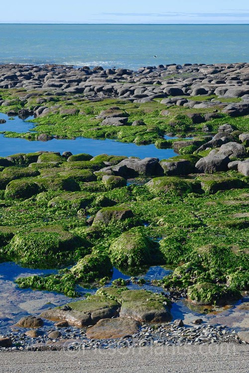 New Zealand Sea Lettuce (<i>Ulva lactuca</i> [syn. <i>Ulva fenestrata</i>]), an oceanic alga the is usually found covering coastal rocks that are exposed at low tide. It is edible. Order: Ulvales, Family: Ulvaceae