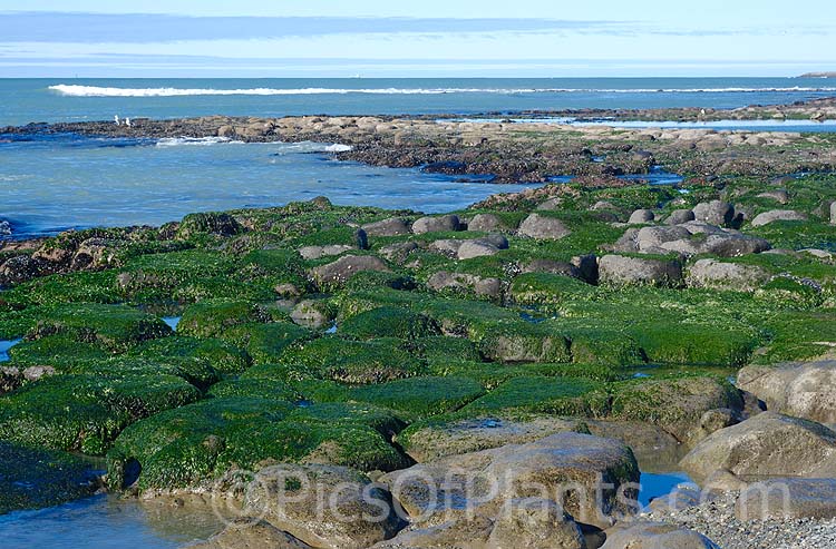 New Zealand Sea Lettuce (<i>Ulva lactuca</i> [syn. <i>Ulva fenestrata</i>]), an oceanic alga the is usually found covering coastal rocks that are exposed at low tide. It is edible. Order: Ulvales, Family: Ulvaceae