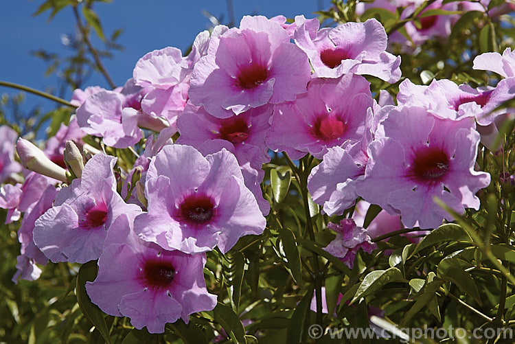 Pandorea jasminoides 'Rosea. Superba', a heavy-flowering form of a summer-blooming evergreen climber native to eastern Australia. It has slightly larger and darker flowers than the species. pandorea-2295htm'>Pandorea. <a href='bignoniaceae-plant-family-photoshtml'>Bignoniaceae</a>.