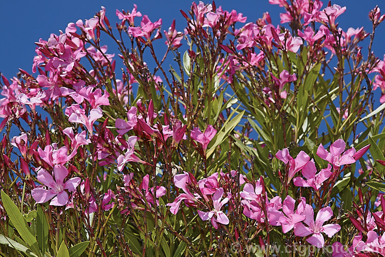 Nerium oleander 'Roseum', an old Italian cultivar dating from 1872. It is very similar to the species but its flowers are a deeper shade of pink than is commonly seen in the species. nerium-2461htm'>Nerium. Order: Gentianales, Family: Apocynaceae