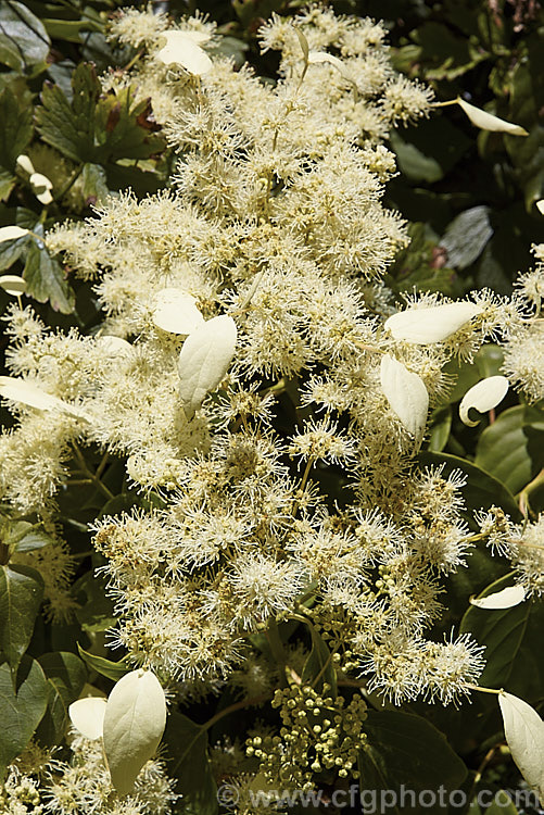 Schizophragma integrifolium, a deciduous or semi- evergreen self-clinging vine that in summer produces large heads of tiny cream flowers made more conspicuous by flag-like bracts that occur irregularly around the edge of the flowerhead. Native to central and western China, this is an extremely vigorous plant easily capable of growing to 10m high and wide. It can also be grown as a groundcover. schizophragma-3291htm'>Schizophragma. <a href='hydrangeaceae-plant-family-photoshtml'>Hydrangeaceae</a>.
