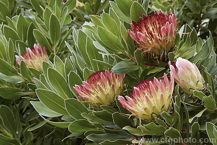 Ray-flowered Protea (<i>Protea eximia</i>), an erect 2-3m tall shrub from South Africa that in the wild occurs at fairly high altitudes. It flowers through much of the year, though usually more heavily in the warmer months.