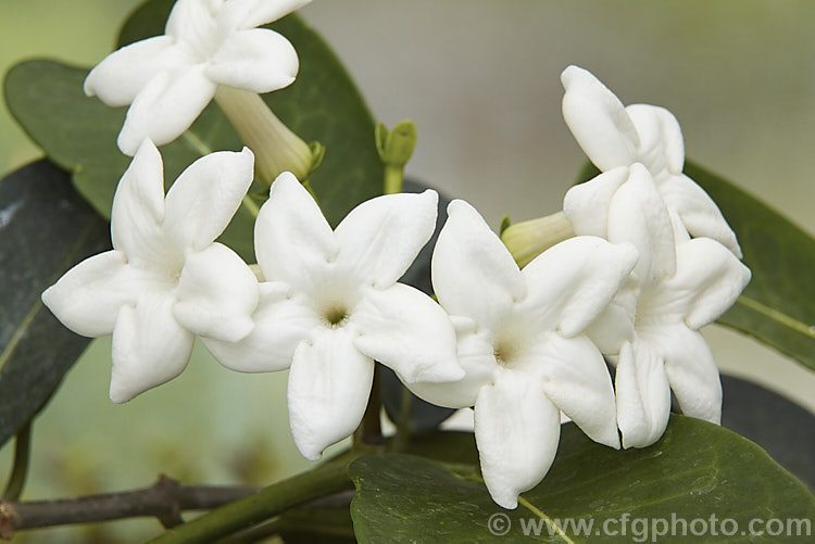 Madagascar. Jasmine or Bridal. Wreath (<i>Stephanotis floribunda</i>), a summer-flowering evergreen climber native to Madagascar. Its leathery leaves are up to 15cm long and the waxy flowers are strongly scented. The fragrance is used in perfumes and it is also a popular cut flower, especially for use at weddings. Order: Gentianales, Family: Apocynaceae