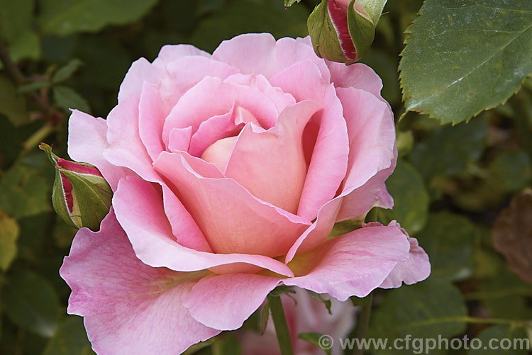Rosa 'Tiffany' ('Charlotte. Armstrong' x 'Granada'), a Large-flowered (<i>Hybrid Tea</i>) bush introduced by Lindquist of the United States in 1954. Order: Rosales, Family: Rosaceae