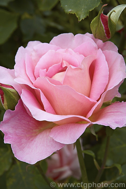 Rosa 'Tiffany' ('Charlotte. Armstrong' x 'Granada'), a Large-flowered (<i>Hybrid Tea</i>) bush introduced by Lindquist of the United States in 1954. Order: Rosales, Family: Rosaceae