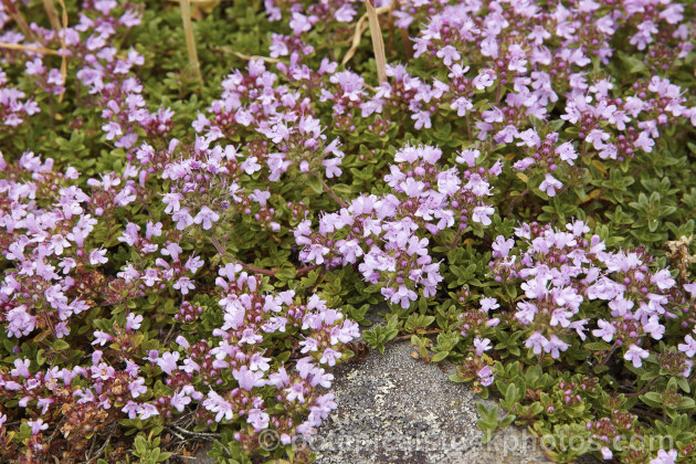 Wild Thyme (<i>Thymus serpyllum</i>), a prostrate, evergreen, summer-flowering shrub from northern Europe with very aromatic foliage occasionally used in cooking and which has given rise to many garden cultivars. Order: Lamiales, Family: Lamiaceae