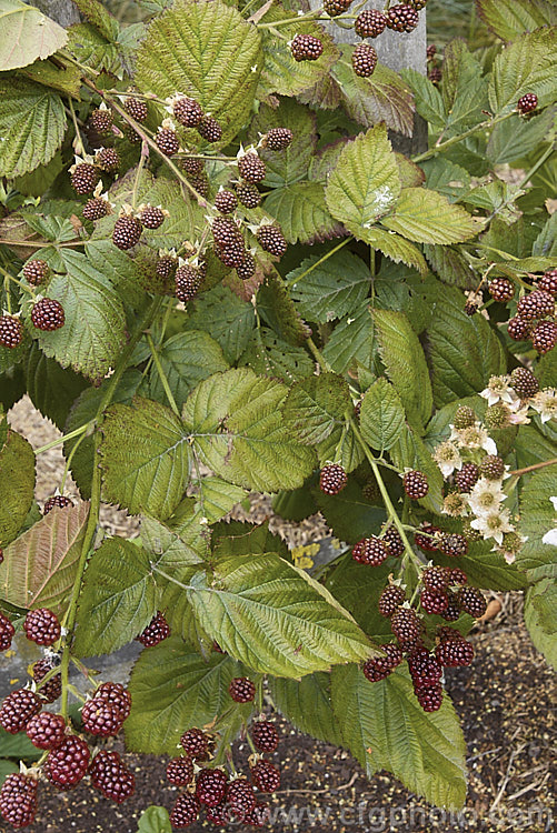 Blackberry 'Black Satin' (<i>Rubus fruticosus aggregate</i>), a strong-growing, thornless blackberry with abundant large fruits. It has pink flowers. The specific status of the blackberry is undecided and it may be a natural hybrid of several Eurasian and/or North American species.