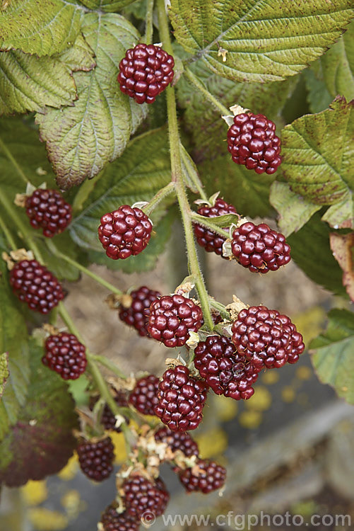 Blackberry 'Black Satin' (<i>Rubus fruticosus aggregate</i>), a strong-growing, thornless blackberry with abundant large fruits. It has pink flowers. The specific status of the blackberry is undecided and it may be a natural hybrid of several Eurasian and/or North American species.