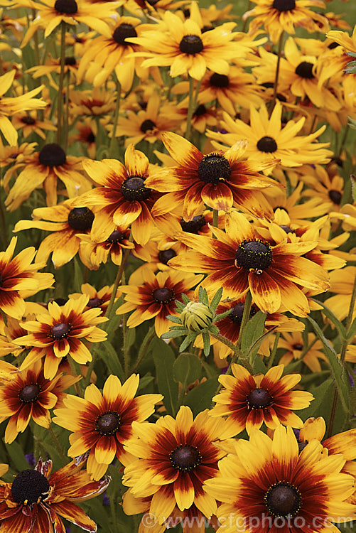 Two colour forms of Rudbeckia hirta, a late summer- to autumn-flowering biennial or short-lived perennial that can grow to as much as 2m tall It is native to the central United States and the colour of the flowerheads is variable, sometimes with pure yellow ray florets but of ten with varying degrees of orange to red brown near the central cone. Garden cultivars tend to be shorter than the wild plants. rudbeckia-2220htm'>Rudbeckia.