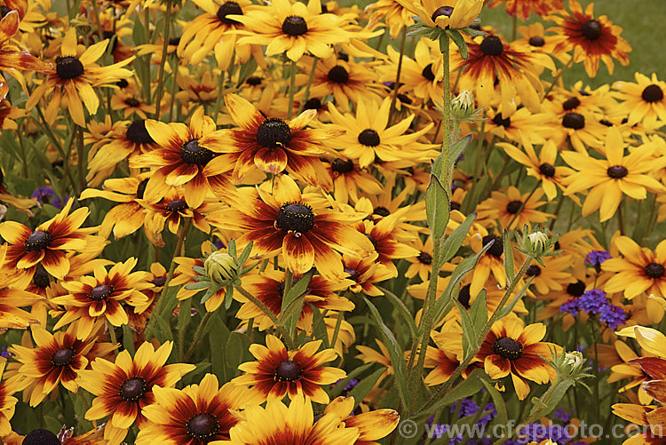 Two colour forms of Rudbeckia hirta, a late summer- to autumn-flowering biennial or short-lived perennial that can grow to as much as 2m tall It is native to the central United States and the colour of the flowerheads is variable, sometimes with pure yellow ray florets but of ten with varying degrees of orange to red brown near the central cone. Garden cultivars tend to be shorter than the wild plants. rudbeckia-2220htm'>Rudbeckia.