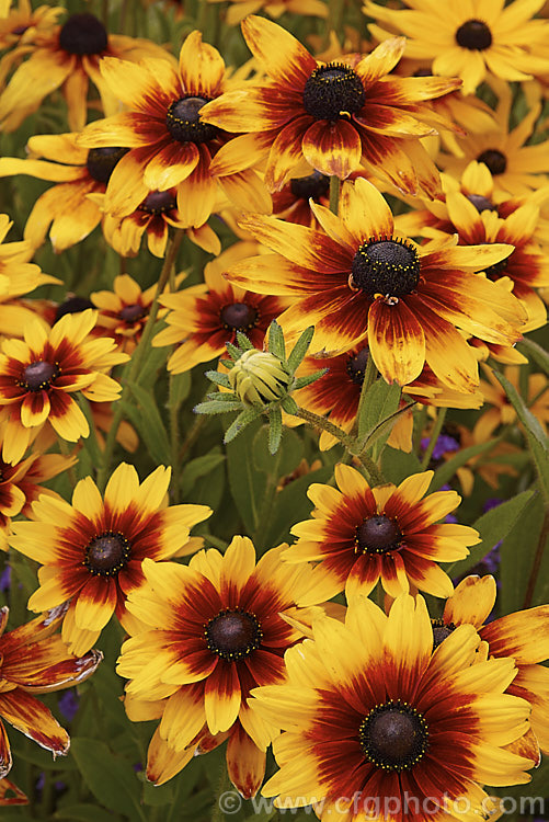Rudbeckia hirta, a late summer- to autumn-flowering biennial or short-lived perennial that can grow to as much as 2m tall It is native to the central United States and the colour of the flowerheads is variable, sometimes with pure yellow ray florets but of ten with varying degrees of orange to red brown near the central cone. Garden cultivars tend to be shorter than the wild plants. rudbeckia-2220htm'>Rudbeckia.