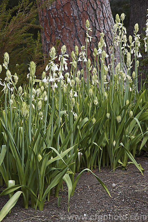 Cape. Hyacinth or Summer. Hyacinth (<i>Ornithogalum candicans [syn. Galtonia candicans]), a summer-flowering bulb native to South Africa and Lesotho. The flower stems grow to about 12m tall ornithogalum-2470htm'>Ornithogalum.