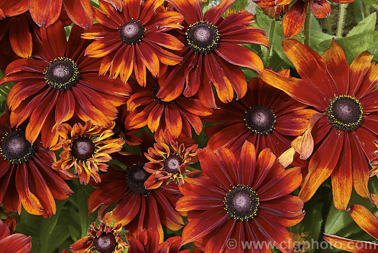 Rudbeckia hirta 'Autumn. Colors', this seed strain produces single flowers in orange to red-brown shades. The plants grow to around 60cm tall. The flowers shown here are at the darker end of the range. rudbeckia-2220htm'>Rudbeckia.