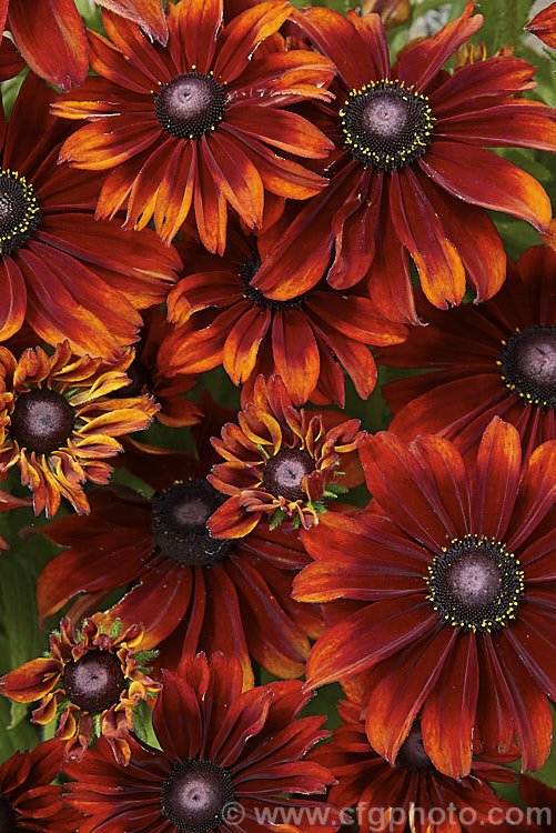 Rudbeckia hirta 'Autumn. Colors', this seed strain produces single flowers in orange to red-brown shades. The plants grow to around 60cm tall. The flowers shown here are at the darker end of the range. rudbeckia-2220htm'>Rudbeckia.