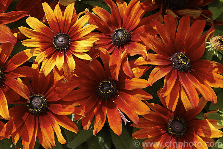 Rudbeckia hirta 'Autumn. Colors', this seed strain produces single flowers in orange to red-brown shades. The plants grow to around 60cm tall. The flowers shown here are at the darker end of the range. rudbeckia-2220htm'>Rudbeckia.