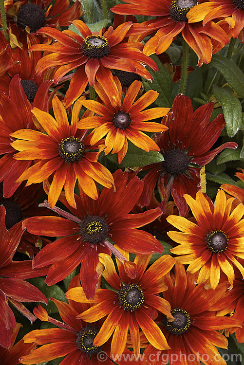 Rudbeckia hirta 'Autumn. Colors', this seed strain produces single flowers in orange to red-brown shades. The plants grow to around 60cm tall. The flowers shown here are at the darker end of the range. rudbeckia-2220htm'>Rudbeckia.