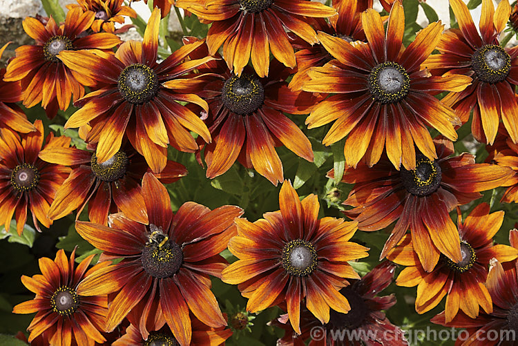 Rudbeckia hirta 'Autumn. Colors', this seed strain produces single flowers in orange to red-brown shades. The plants grow to around 60cm tall. The flowers shown here are at the darker end of the range. rudbeckia-2220htm'>Rudbeckia.