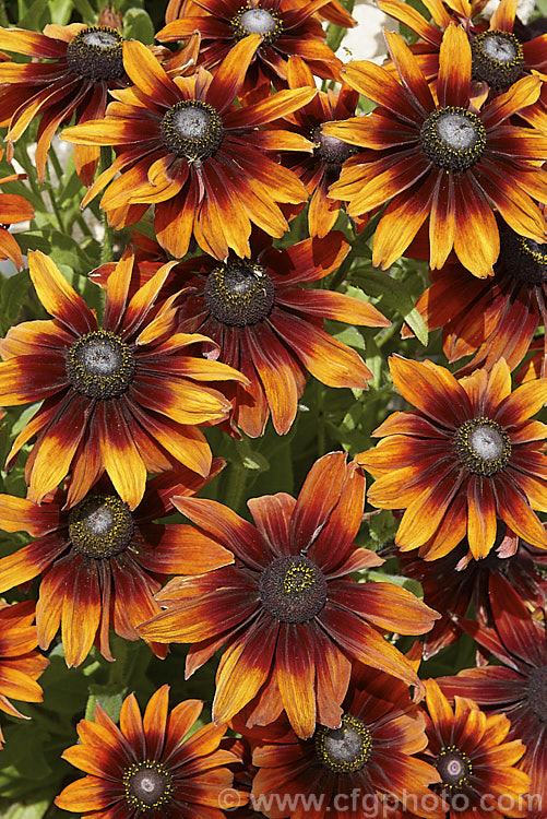 Rudbeckia hirta 'Autumn. Colors', this seed strain produces single flowers in orange to red-brown shades. The plants grow to around 60cm tall. The flowers shown here are at the darker end of the range. rudbeckia-2220htm'>Rudbeckia.