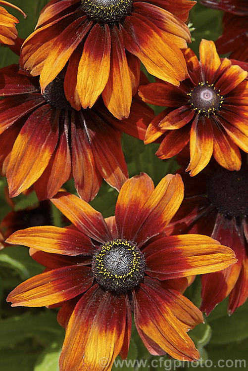 Rudbeckia hirta 'Autumn. Colors', this seed strain produces single flowers in orange to red-brown shades. The plants grow to around 60cm tall. The flowers shown here are at the darker end of the range. rudbeckia-2220htm'>Rudbeckia.