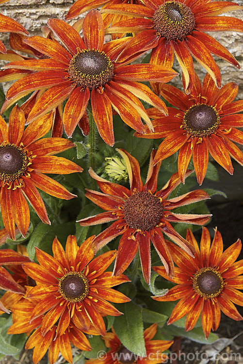 Rudbeckia hirta 'Autumn. Colors', this seed strain produces single flowers in orange to red-brown shades. The plants grow to around 60cm tall. The flowers shown here are at the darker end of the range. rudbeckia-2220htm'>Rudbeckia.