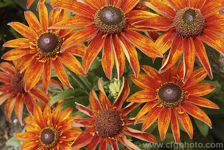Rudbeckia hirta 'Autumn. Colors', this seed strain produces single flowers in orange to red-brown shades. The plants grow to around 60cm tall. The flowers shown here are at the darker end of the range. rudbeckia-2220htm'>Rudbeckia.