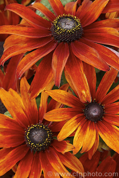 Rudbeckia hirta 'Autumn. Colors', this seed strain produces single flowers in orange to red-brown shades. The plants grow to around 60cm tall. The flowers shown here are at the darker end of the range. rudbeckia-2220htm'>Rudbeckia.