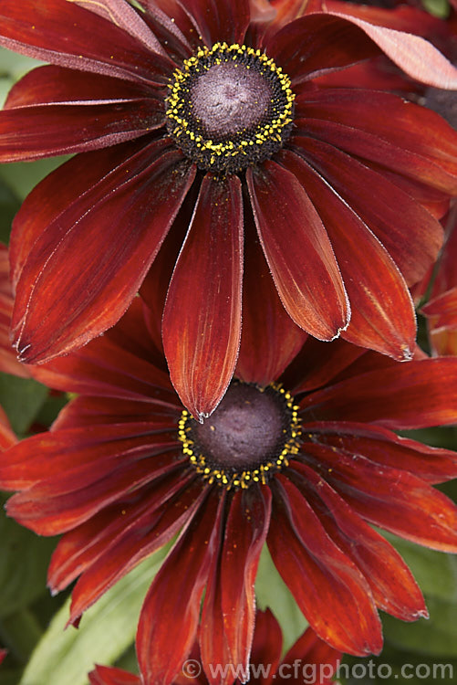 Rudbeckia hirta 'Autumn. Colors', this seed strain produces single flowers in orange to red-brown shades. The plants grow to around 60cm tall. The flowers shown here are at the darker end of the range. rudbeckia-2220htm'>Rudbeckia.