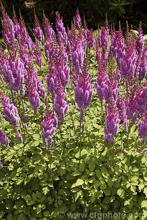 Astilbe chinensis var. taquetii 'Purpurlanze' (syn 'Purple Lance'), a cultivar of a natural variety of a low, spreading perennial native to China and Japan. Variety taquetii is much larger than the species, with flower stems to around 1m tall. The flowers appear a little later than those of most astilbes. astilbe-2381htm'>Astilbe. <a href='saxifragaceae-plant-family-photoshtml'>Saxifragaceae</a>.