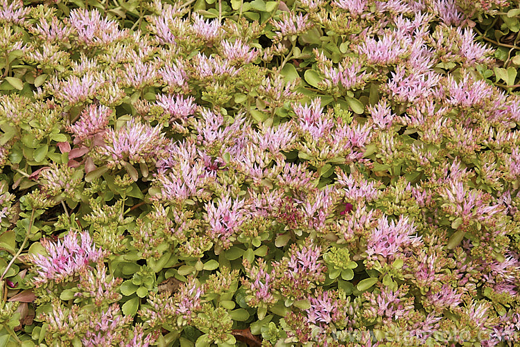 Sedum spurium, a summer-flowering, mat-forming succulent found in the Caucasus and northern Iran. It grows only a few centimetres tall but can have a spread of a metre or so. sedum-2492htm'>Sedum. <a href='crassulaceae-plant-family-photoshtml'>Crassulaceae</a>.