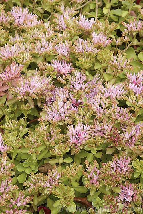 Sedum spurium, a summer-flowering, mat-forming succulent found in the Caucasus and northern Iran. It grows only a few centimetres tall but can have a spread of a metre or so. sedum-2492htm'>Sedum. <a href='crassulaceae-plant-family-photoshtml'>Crassulaceae</a>.
