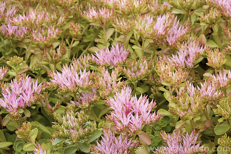 Sedum spurium, a summer-flowering, mat-forming succulent found in the Caucasus and northern Iran. It grows only a few centimetres tall but can have a spread of a metre or so. sedum-2492htm'>Sedum. <a href='crassulaceae-plant-family-photoshtml'>Crassulaceae</a>.
