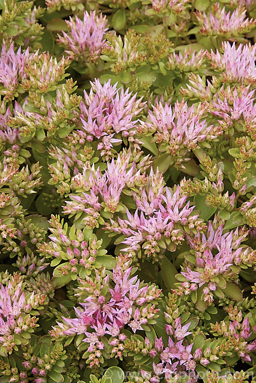 Sedum spurium, a summer-flowering, mat-forming succulent found in the Caucasus and northern Iran. It grows only a few centimetres tall but can have a spread of a metre or so. sedum-2492htm'>Sedum. <a href='crassulaceae-plant-family-photoshtml'>Crassulaceae</a>.