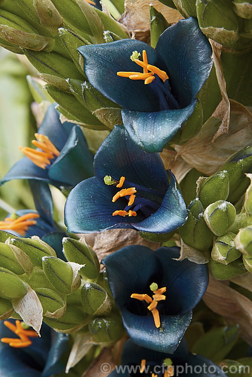 Puya berteroniana, a spectacularly coloured summer-flowering bromeliad native to central Chile. Most cultivated plants labelled. Puya alpestris are actually this species