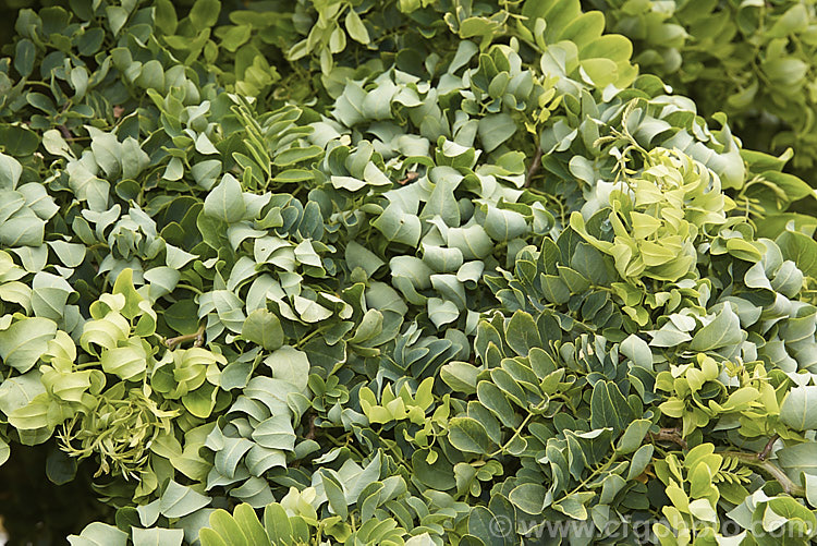 Robinia pseudoacacia 'Lace Lady' (syn 'Twisty. Baby'), a compact cultivar of the Black or Yellow Locust or False Acacia that has twisted foliage that usually displays more of the blue-green underside of the leaf than the bright green upper surface. The stems are sharply angled at the nodes and can be a feature in winter when the foliage has dropped 'Lace Lady' is usually grafted to form a slightly weeping ball-headed standard. robinia-2218htm'>Robinia.