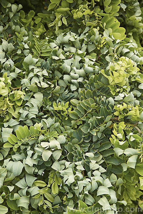 Robinia pseudoacacia 'Lace Lady' (syn 'Twisty. Baby'), a compact cultivar of the Black or Yellow Locust or False Acacia that has twisted foliage that usually displays more of the blue-green underside of the leaf than the bright green upper surface. The stems are sharply angled at the nodes and can be a feature in winter when the foliage has dropped 'Lace Lady' is usually grafted to form a slightly weeping ball-headed standard. robinia-2218htm'>Robinia.