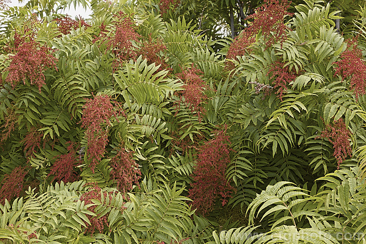 Smooth. Sumac (<i>Rhus glabra</i>), a deciduous shrub, up to 5m tall, native to North America, from southern Canada to northern Mexico. Its foliage often colours well in autumn and its panicles of greenish cream flowers develop into heads of red fruits. Unlike the fruit spikes of Rhus typhina, those of Rhus glabra are not always dense and erect. rhus-2719htm'>Rhus. <a href='anacardiaceae-plant-family-photoshtml'>Anacardiaceae</a>.