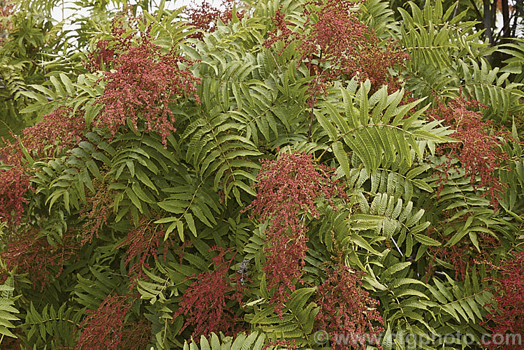 Smooth. Sumac (<i>Rhus glabra</i>), a deciduous shrub, up to 5m tall, native to North America, from southern Canada to northern Mexico. Its foliage often colours well in autumn and its panicles of greenish cream flowers develop into heads of red fruits. Unlike the fruit spikes of Rhus typhina, those of Rhus glabra are not always dense and erect. rhus-2719htm'>Rhus. <a href='anacardiaceae-plant-family-photoshtml'>Anacardiaceae</a>.