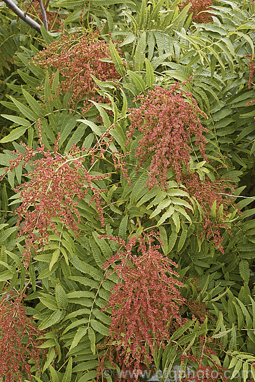 Smooth. Sumac (<i>Rhus glabra</i>), a deciduous shrub, up to 5m tall, native to North America, from southern Canada to northern Mexico. Its foliage often colours well in autumn and its panicles of greenish cream flowers develop into heads of red fruits. Unlike the fruit spikes of Rhus typhina, those of Rhus glabra are not always dense and erect. rhus-2719htm'>Rhus. <a href='anacardiaceae-plant-family-photoshtml'>Anacardiaceae</a>.