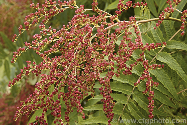 The developing seedheads of the Smooth. Sumac (<i>Rhus glabra</i>), a deciduous shrub, up to 5m tall, native to North America, from southern Canada to northern Mexico. Its foliage often colours well in autumn and its panicles of greenish cream flowers develop into heads of red fruits. Unlike the fruit spikes of Rhus typhina, those of Rhus glabra are not always dense and erect. rhus-2719htm'>Rhus. <a href='anacardiaceae-plant-family-photoshtml'>Anacardiaceae</a>.