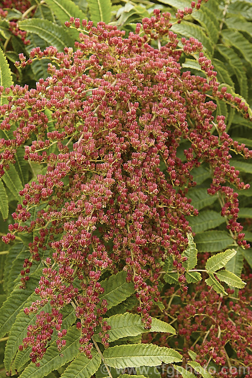 The developing seedheads of the Smooth. Sumac (<i>Rhus glabra</i>), a deciduous shrub, up to 5m tall, native to North America, from southern Canada to northern Mexico. Its foliage often colours well in autumn and its panicles of greenish cream flowers develop into heads of red fruits. Unlike the fruit spikes of Rhus typhina, those of Rhus glabra are not always dense and erect. rhus-2719htm'>Rhus. <a href='anacardiaceae-plant-family-photoshtml'>Anacardiaceae</a>.
