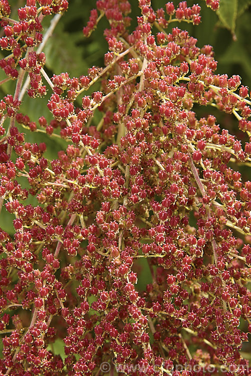 The developing seedheads of Smooth. Sumac (<i>Rhus glabra</i>), a deciduous shrub, up to 5m tall, native to North America, from southern Canada to northern Mexico. Its foliage often colours well in autumn and its panicles of greenish cream flowers develop into heads of red fruits. Unlike the fruit spikes of Rhus typhina, those of Rhus glabra are not always dense and erect. rhus-2719htm'>Rhus. <a href='anacardiaceae-plant-family-photoshtml'>Anacardiaceae</a>.