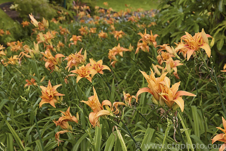 Hemerocallis fulva 'Kwanso' (syns 'Kwanzo', 'Flore Pleno'), a double-flowered cultivar of a widely grown daylily species that is as yet unknown in the wild, though it probably originated in Japan and/or China. Order: Asparagales, Family: Asphodelaceae