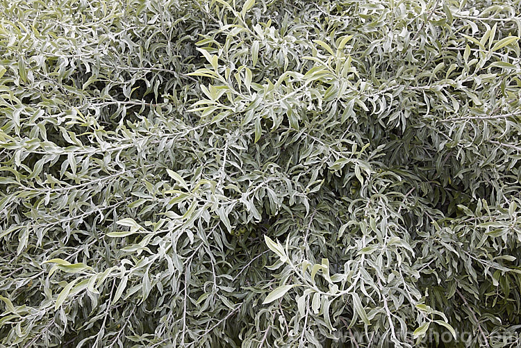 The summer foliage of Weeping Silver Pear (<i>Pyrus salicifolia 'Pendula'), a small deciduous tree from south-eastern Europe through the Caucasus to western Asia. The cultivar 'Pendula' appears identical to the species. Order: Rosales, Family: Rosaceae