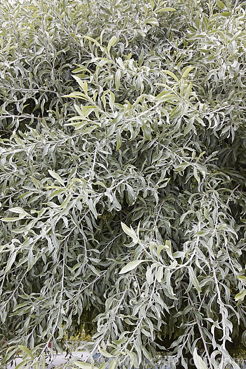 The summer foliage of Weeping Silver Pear (<i>Pyrus salicifolia 'Pendula'), a small deciduous tree from south-eastern Europe through the Caucasus to western Asia. The cultivar 'Pendula' appears identical to the species. Order: Rosales, Family: Rosaceae