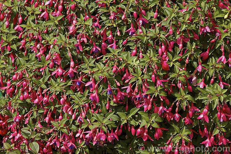 Fuchsia 'Son of Thumb', a sport of 'Tom. Thumb' introduced by the British breeder. Gubler in 1978. It is compact and very heavy-flowering. fuchsiashtml'>Fuchsia. <a href='onagraceae-plant-family-photoshtml'>Onagraceae</a>.