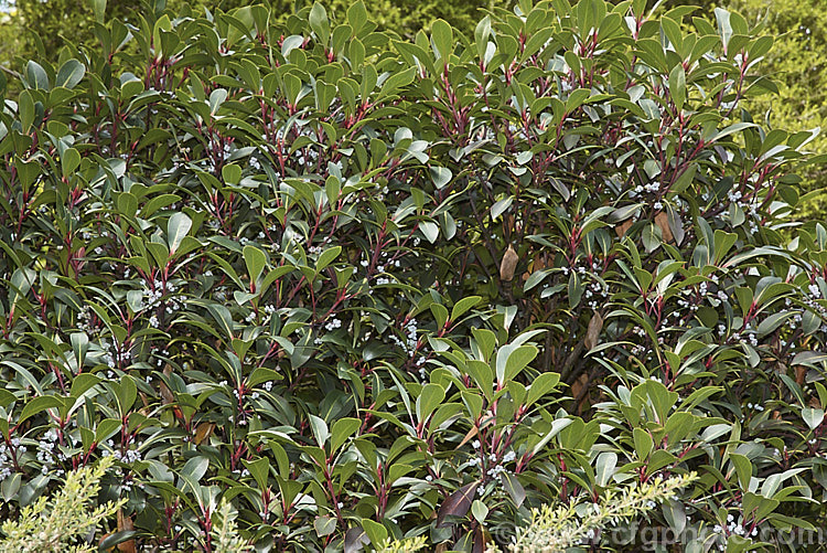 The foliage and fruits of Broad-leaved Pepperbush (<i>Tasmannia purpurascens</i>), an evergreen shrub to around 25m tall, found in a small area of the Central. Tablelands of New South Wales, Australia at about 1300m altitude. It has heads of 20-25mm wide, filamentous white flowers in late spring to early summer and these are followed by the blue-grey to purple-black fruits seen here. The leathery leaves are around 75mm long and have red-tinted petioles. tasmannia-3349htm'>Tasmannia. <a href='winteraceae-plant-family-photoshtml'>Winteraceae</a>.
